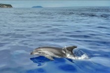 Dolphins spotted near boat on Blue Cave & Hvar Tour from Split
